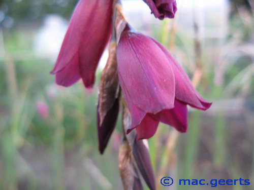 Dierama Blackbird